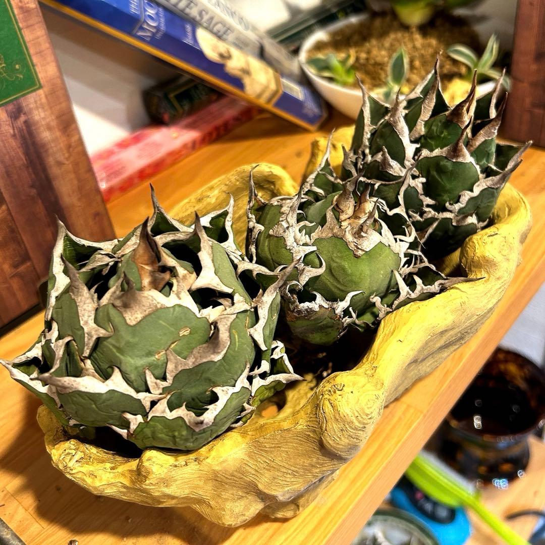 アガベ　海王［烈海王］×superシーザー×姫厳竜　S株特価　ボールタイプ　特価