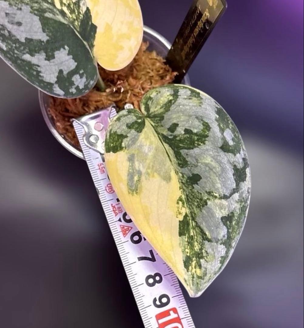 スキンダプサス　綺麗な　セット　F1