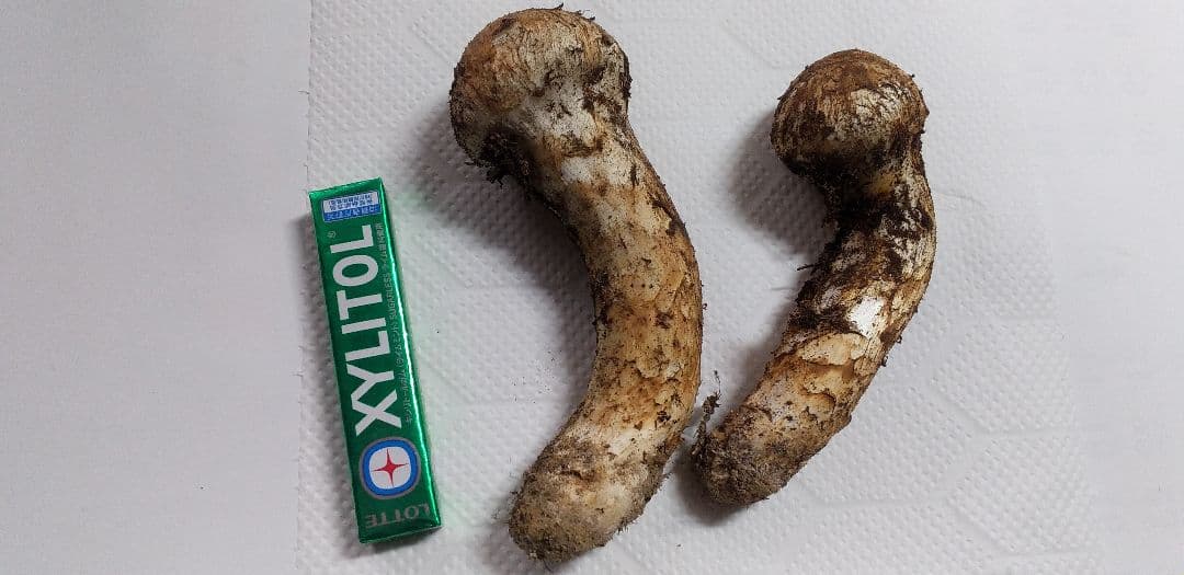 国産　松茸　長野県　送料込み　132㌘