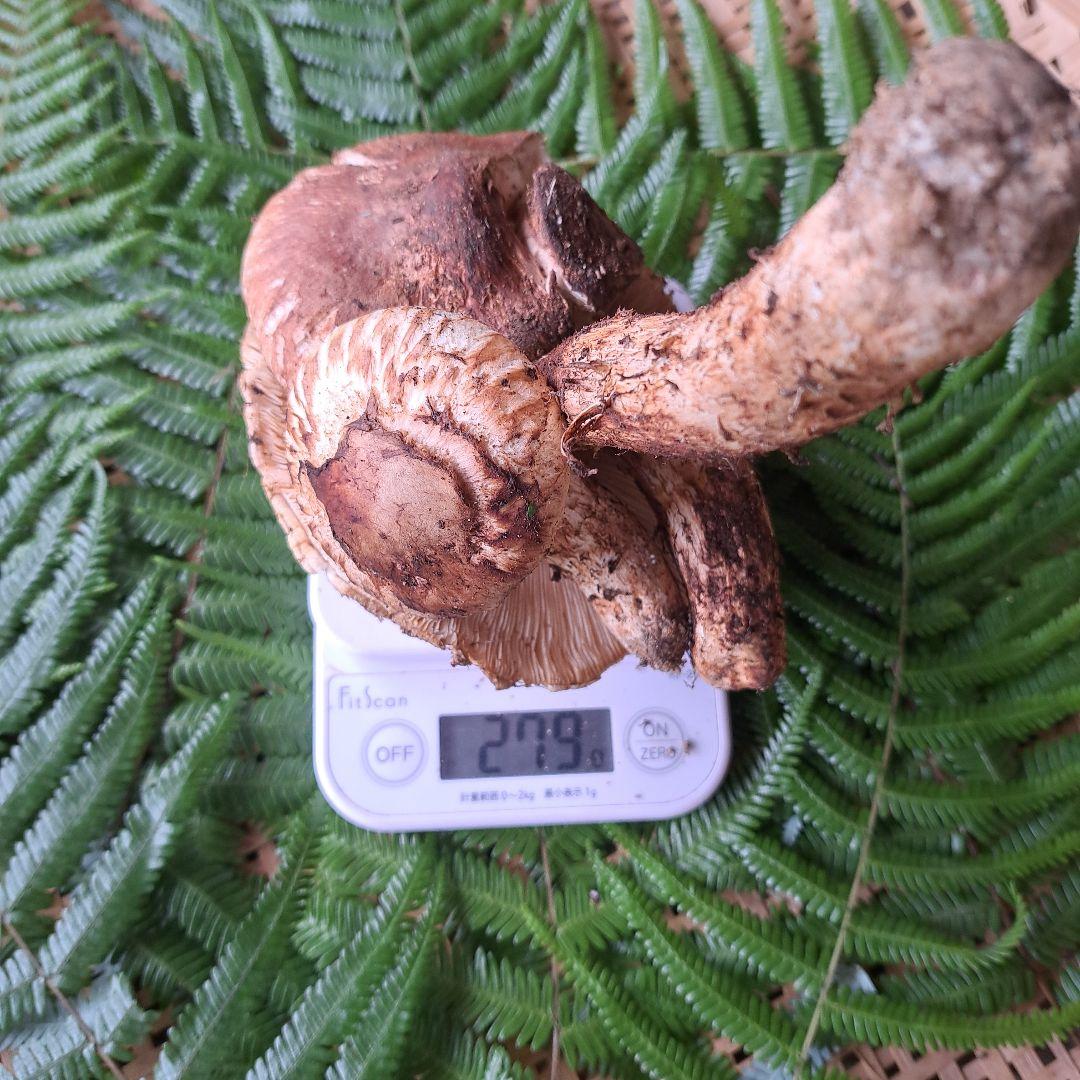 広島県産松茸　 279g