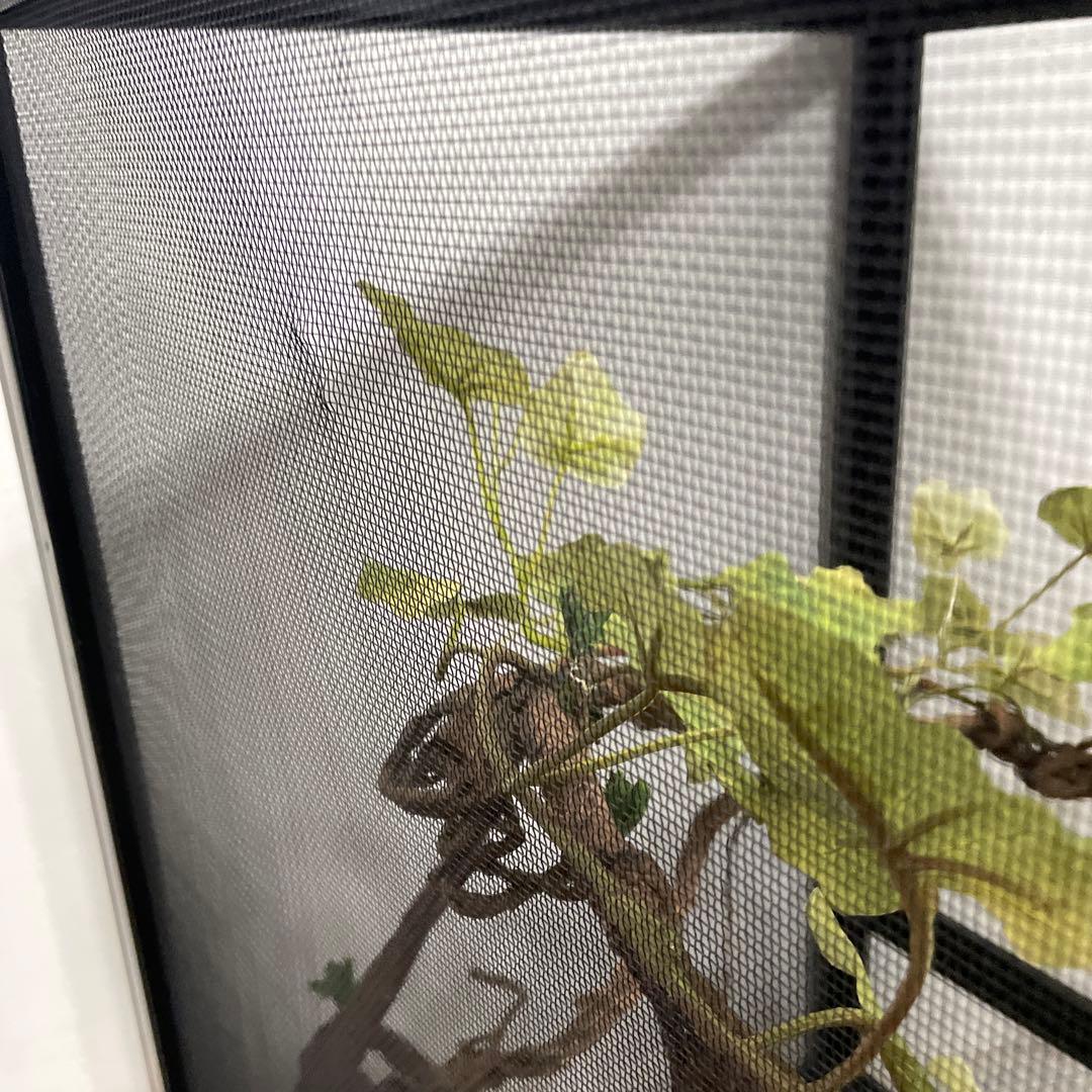 飼育ケージ　ケージ　42×42×66 爬虫類　カメレオン　メッシュ　レイアウト