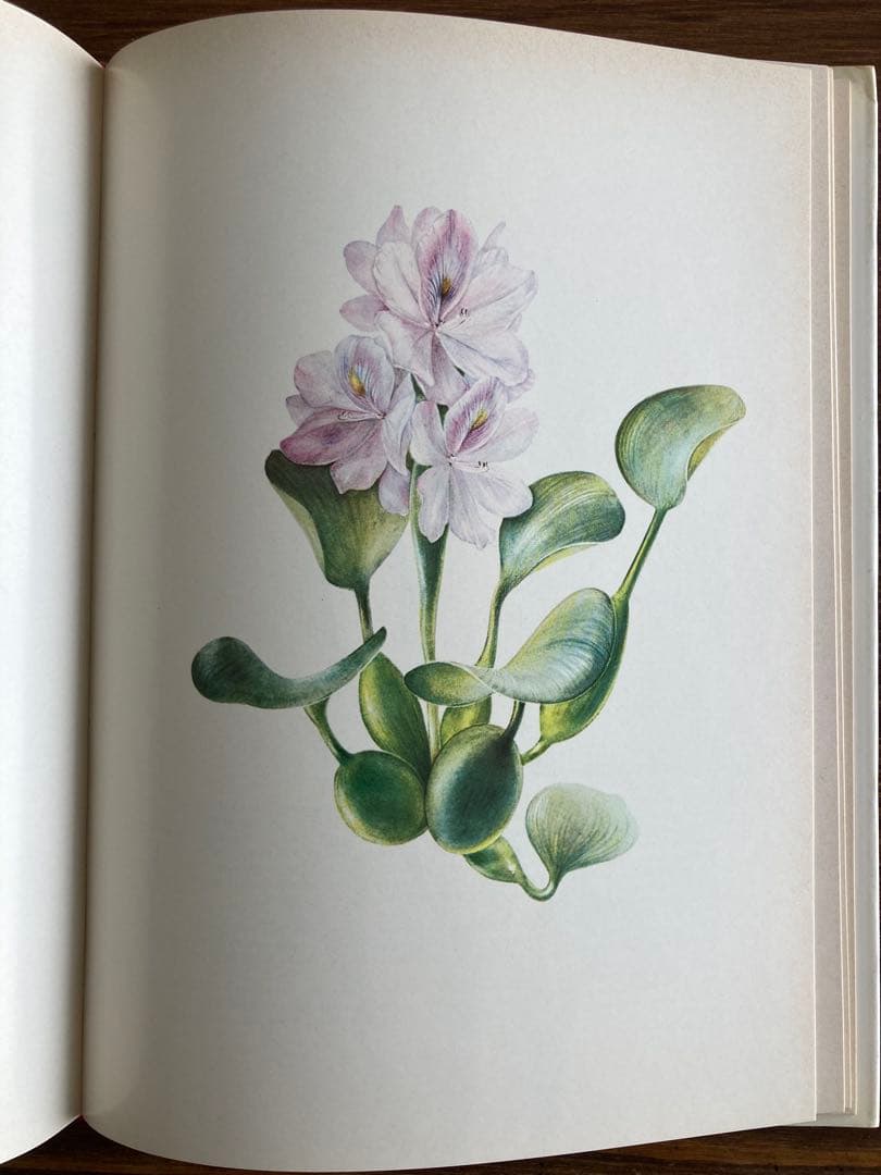 ドイツの植物画集　植物図鑑　ボタニカルアート