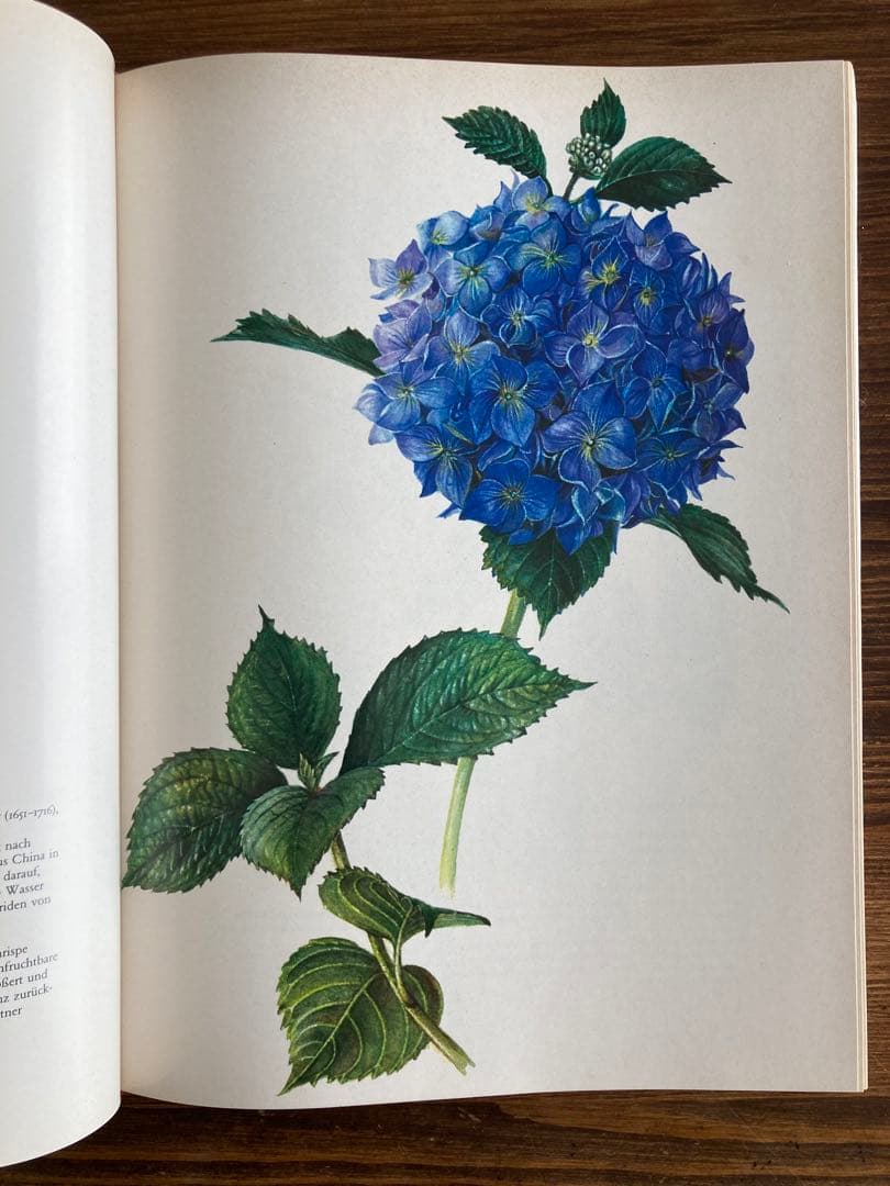 ドイツの植物画集　植物図鑑　ボタニカルアート