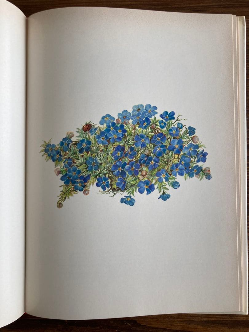 ドイツの植物画集　植物図鑑　ボタニカルアート