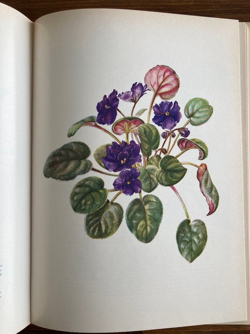 ドイツの植物画集　植物図鑑　ボタニカルアート