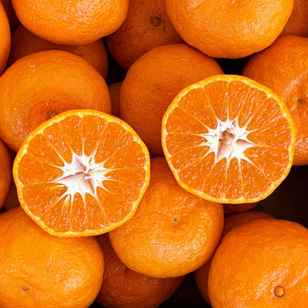 みかん15kg 送料込み 熊本産 甘い ミカン 15キロ 西南のひかり