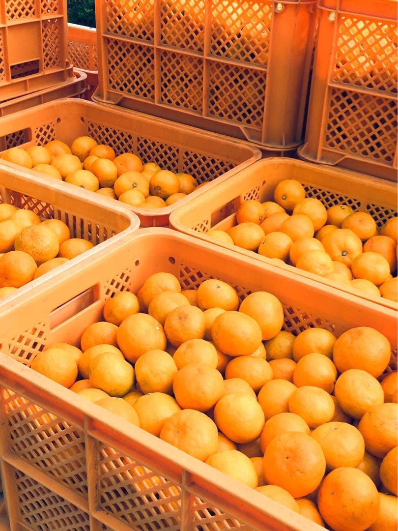 みかん15kg 送料込み 熊本産 甘い ミカン 15キロ 西南のひかり