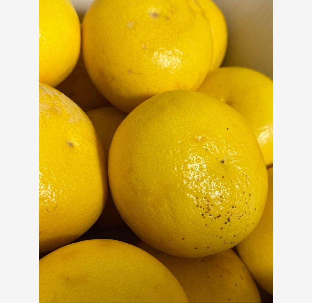 28高知特産 露地栽培 土佐文旦 3L4L文旦 約20kg 大玉 サイズ