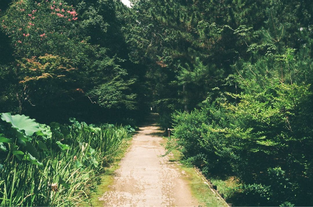 OLYMPUS XA2 コンパクトフィルムカメラ