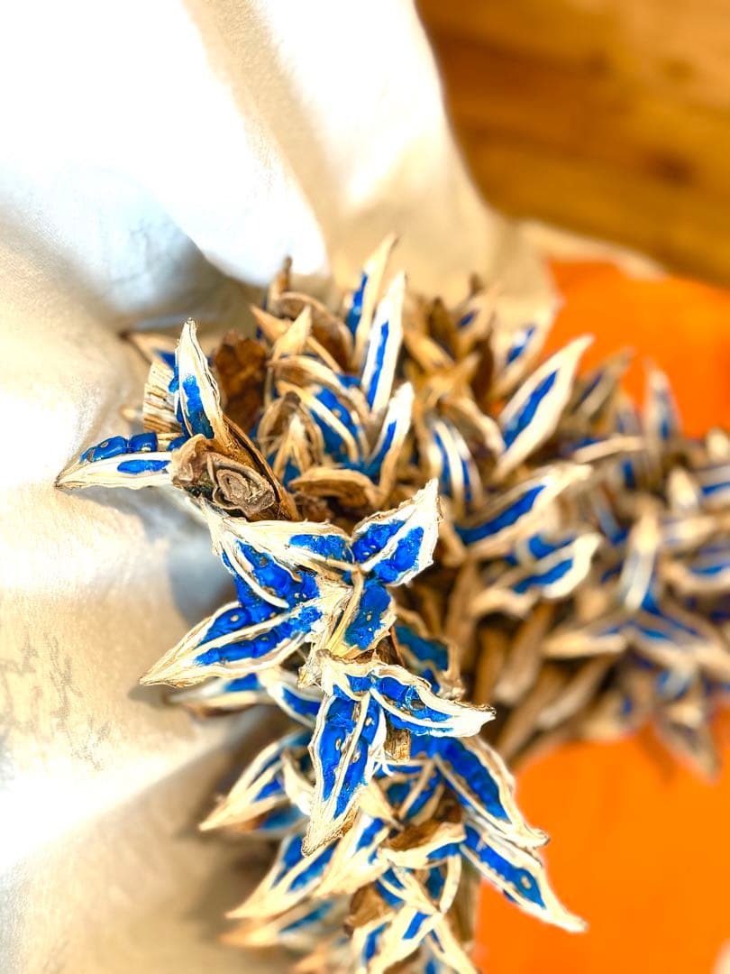 75 旅人の木 11房 特別割引価格 今季物 逸品 宮古島産