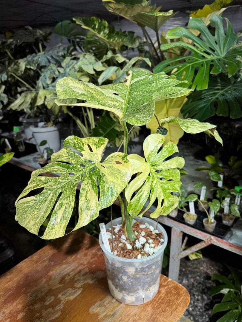 早い者勝ち　モンステラ　デリシオーサ　レガシー　久々絶美斑入り株
