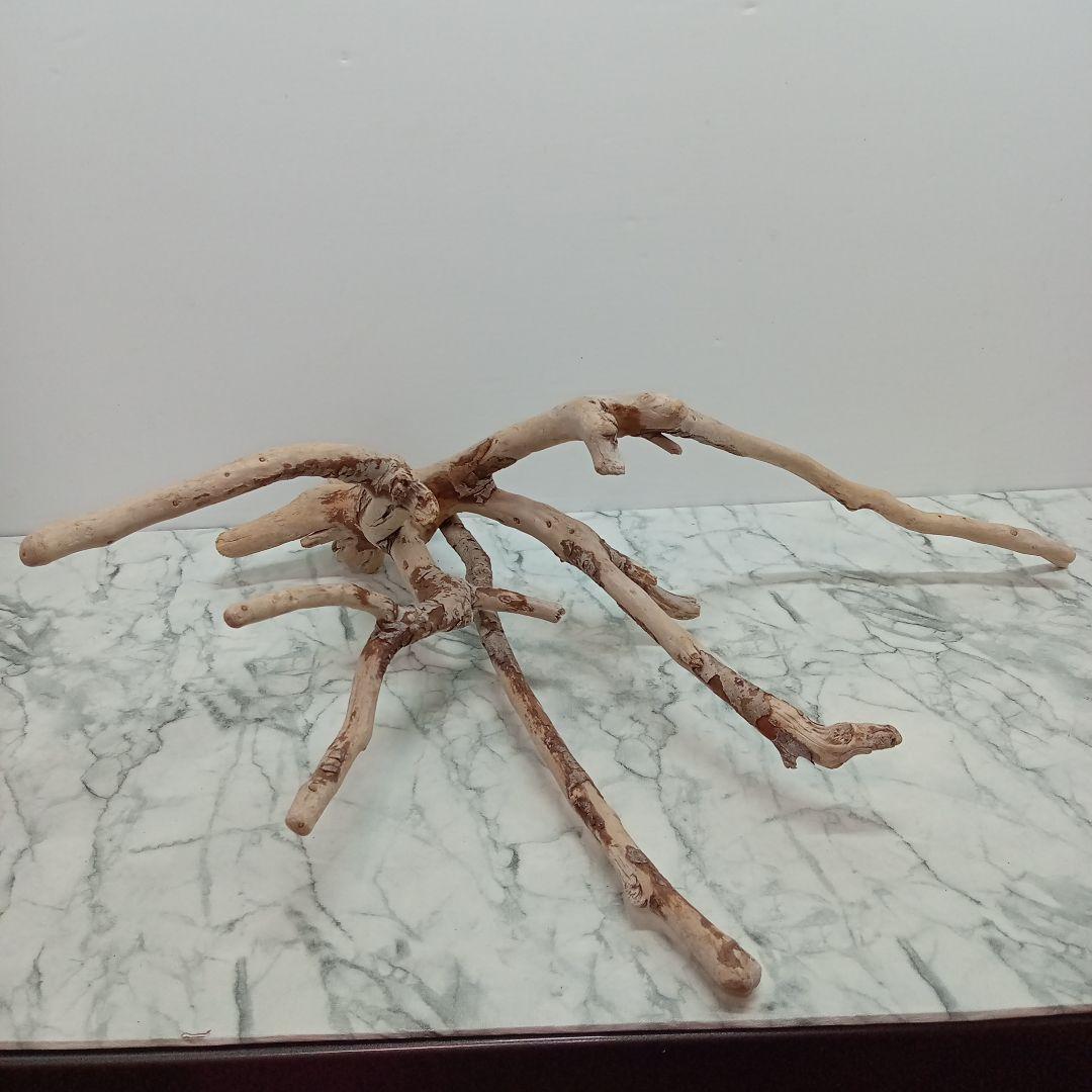 ！専用！アク抜き済み流木【645】セール