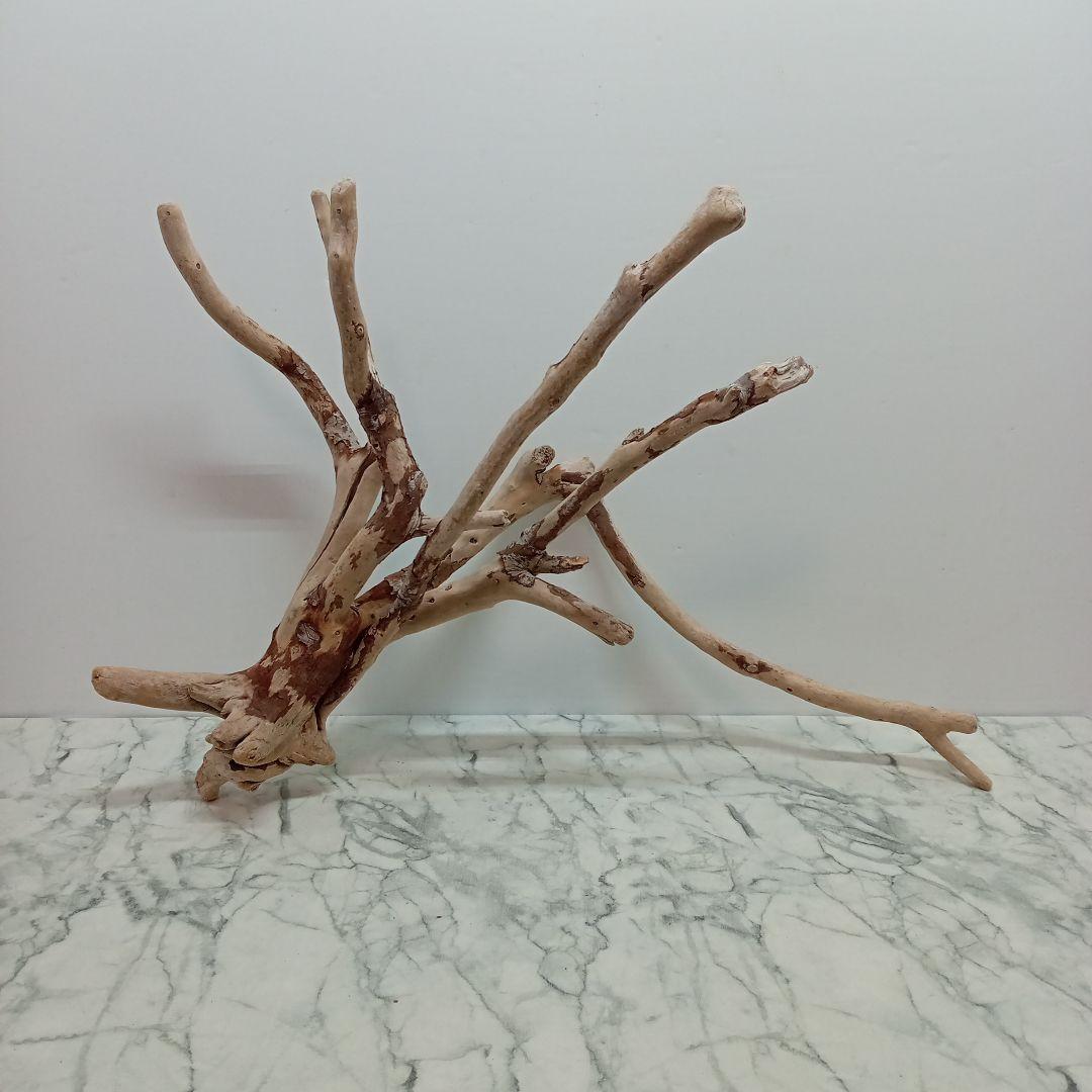 ！専用！アク抜き済み流木【645】セール