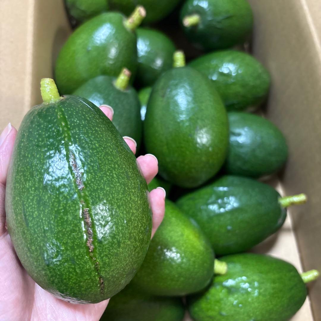 ＊中ぶり・傷物＊国産アボカド【ベーコン】(管理番号：6007）