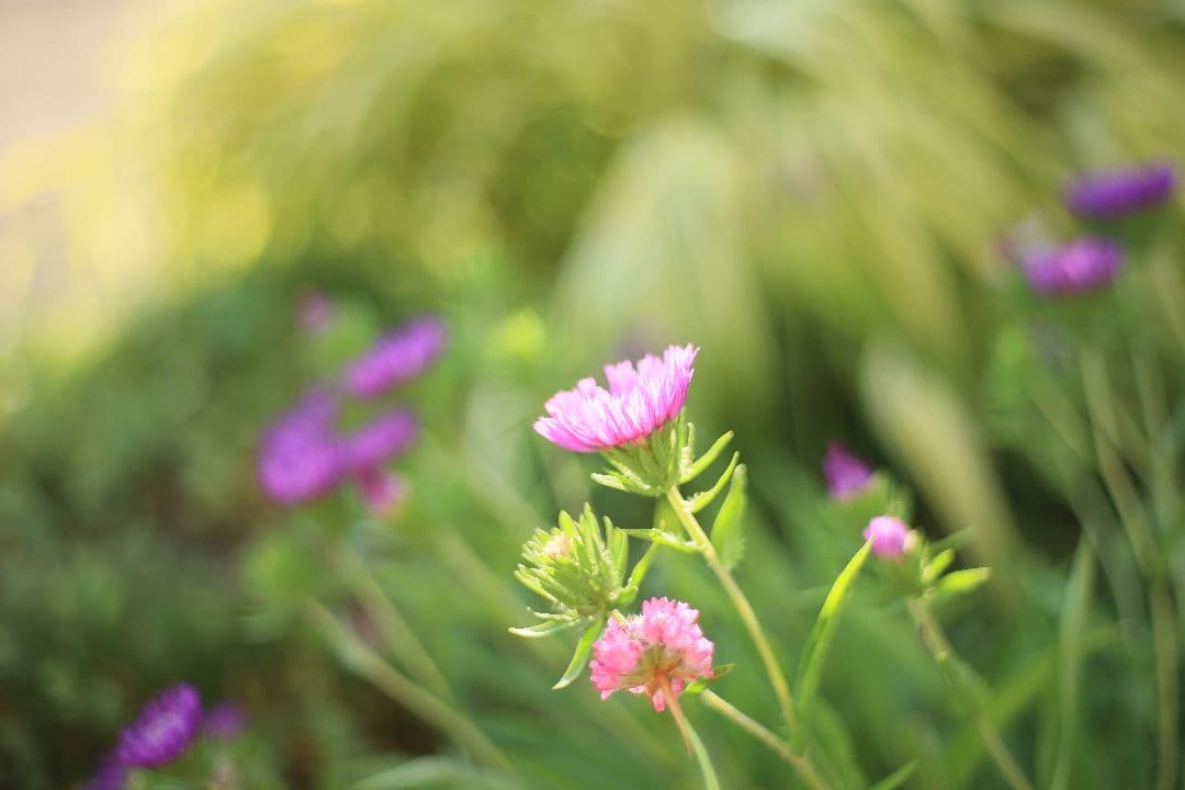 YASHICA AUTO YASHINON DS-M 50mm F1.7【良品】