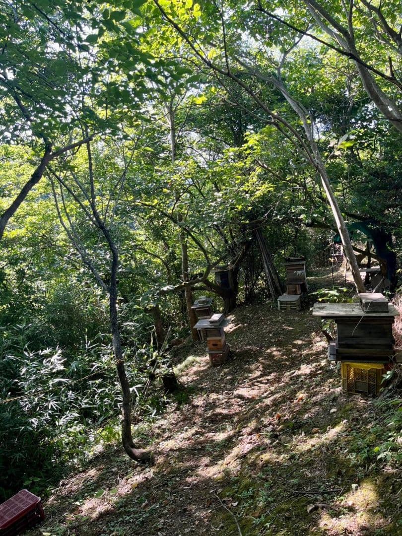 ラスカル様　日本蜜蜂　はちみつ　3種セット　900g