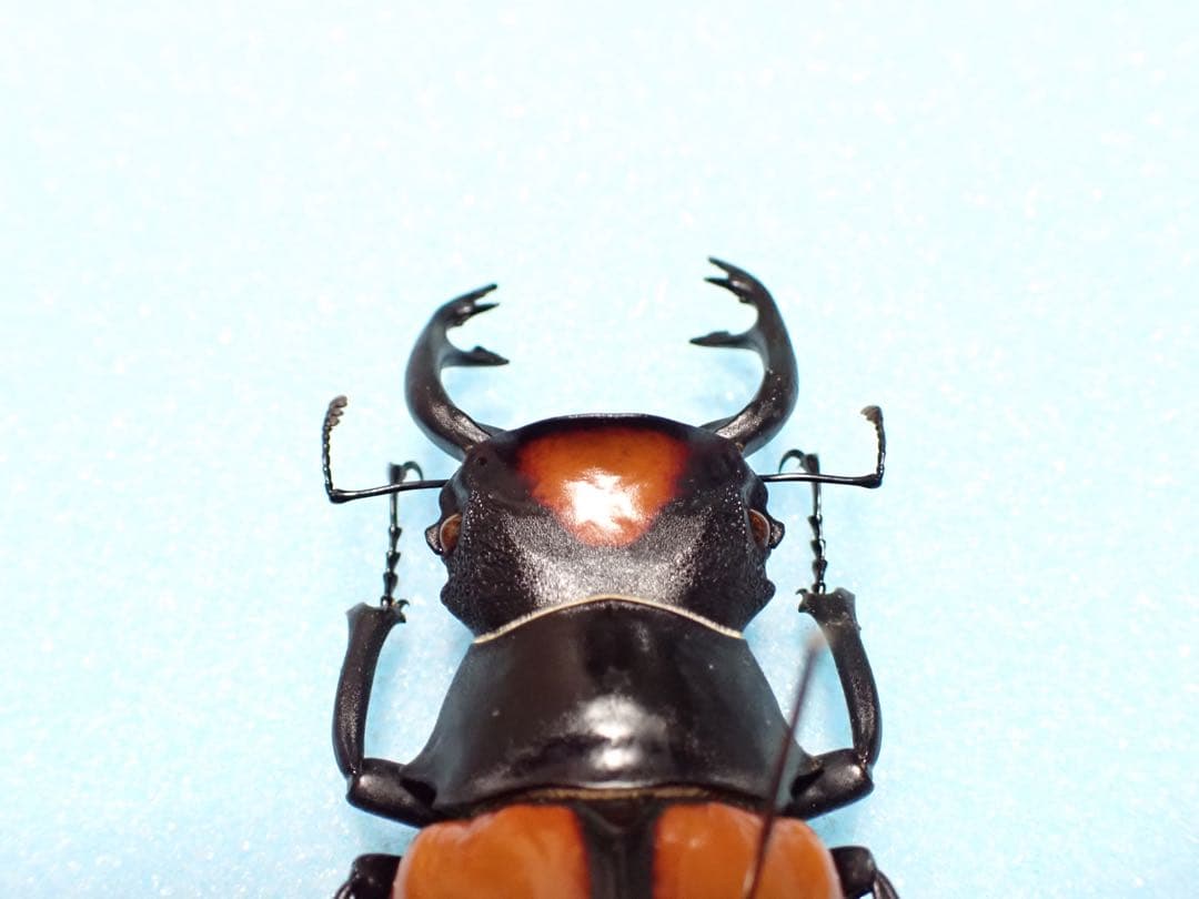 ナカジ　クワガタ標本