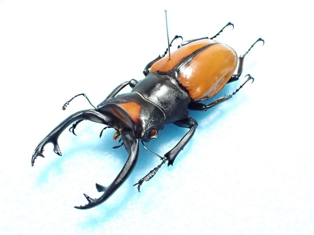 ナカジ　クワガタ標本