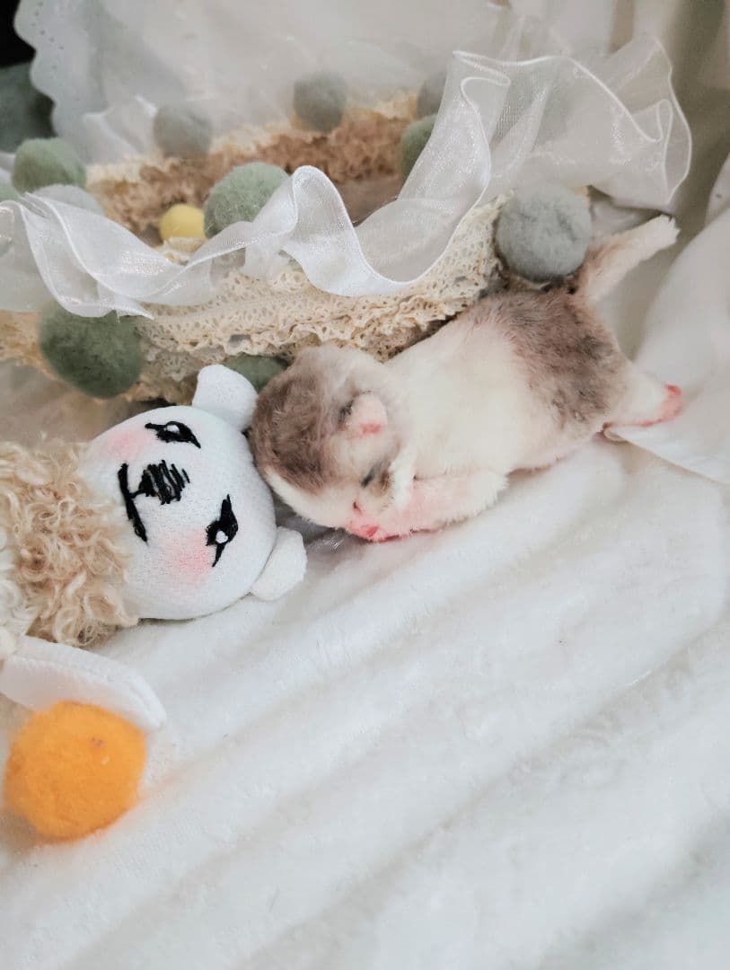 ママ募集❤生後１日子猫ちゃん♡バスケットとクマたん♡アートドール♡ぬいぐるみ♡
