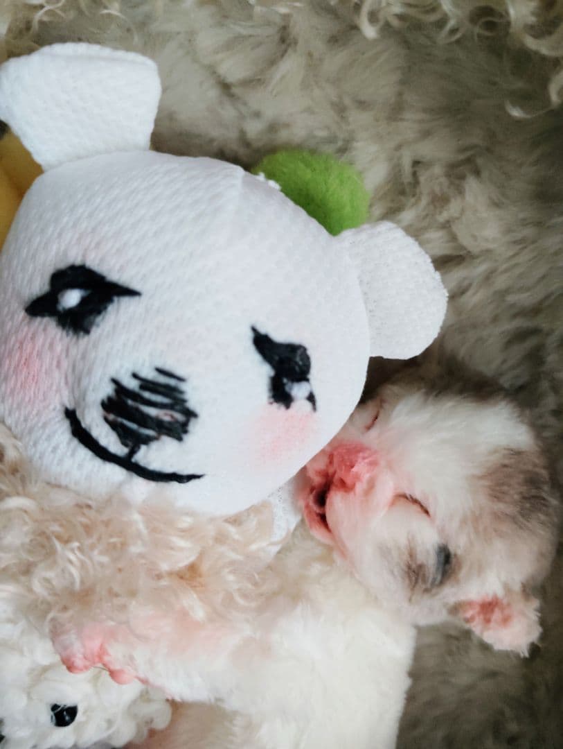 ママ募集❤生後１日子猫ちゃん♡バスケットとクマたん♡アートドール♡ぬいぐるみ♡