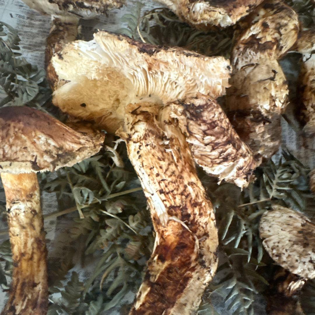 岩手県産松茸 傷訳あり難あり 518ｇ