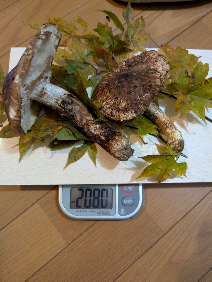 岩手県岩泉産松茸