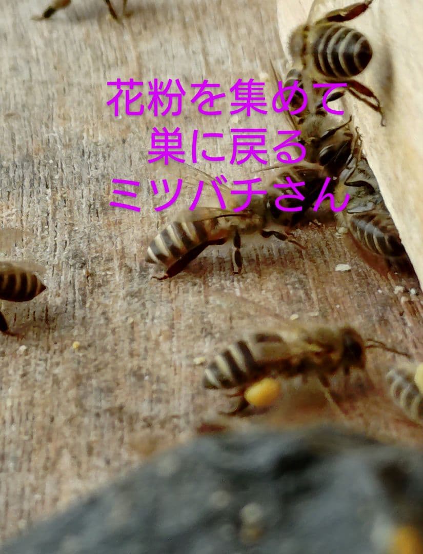 ★超希少★　ニホンミツバチ　蜂蜜　ハチミツ　信州産　非加熱　1160g