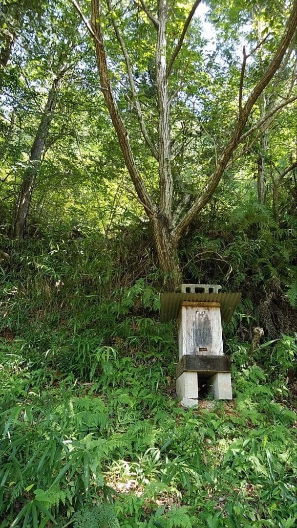 日本ミツバチ 蜂蜜 令和7年 採れたて 600g×4本 たれ蜜 非加熱　百花蜜