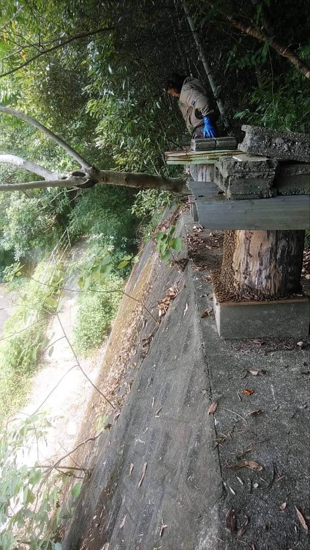 日本ミツバチ 蜂蜜 令和7年 採れたて 600g×4本 たれ蜜 非加熱　百花蜜