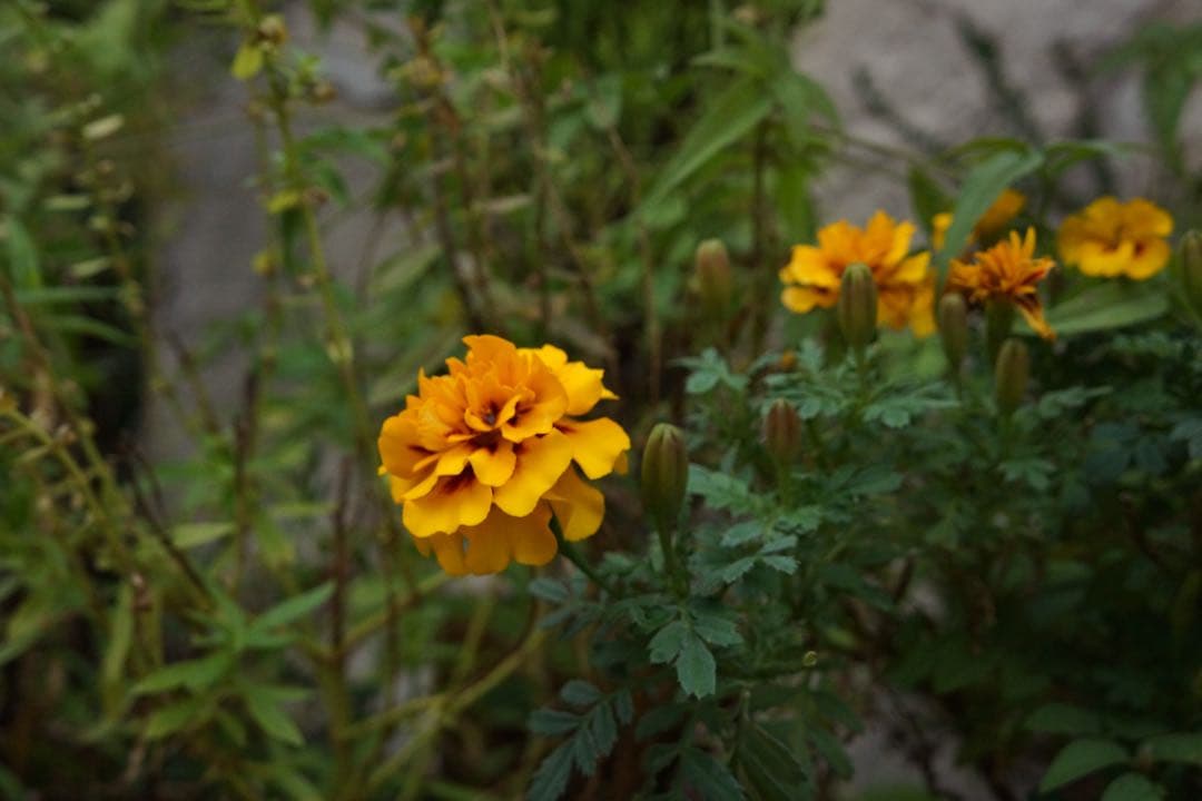 旅行や運動会の撮影にCanon EOS kiss Digital N フルセット