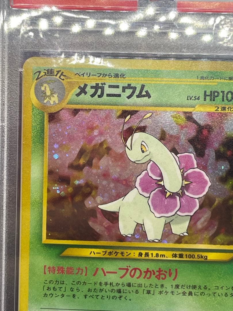 メガニウム 旧裏　psa9 渦あり　プレミアムファイル