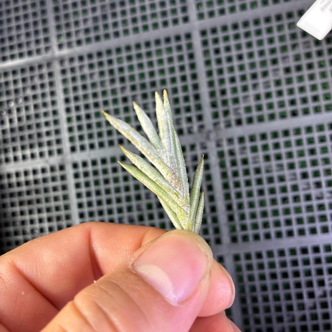 ブロメリア・エアープランツ Tillandsia capillaris Salta,Argentina