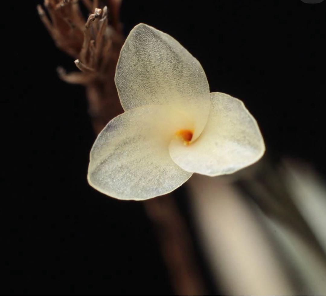 ブロメリア・エアープランツ Tillandsia capillaris Salta,Argentina