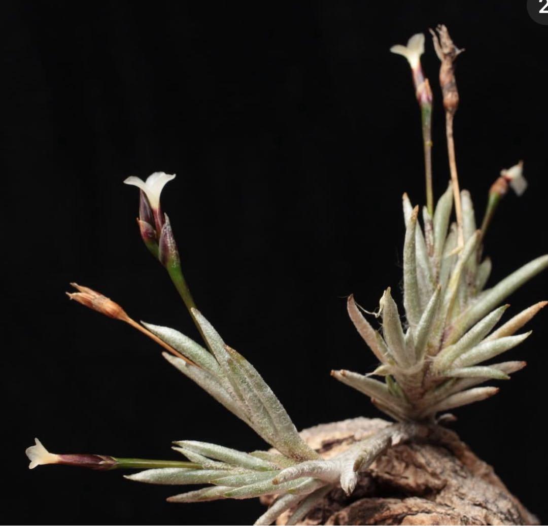 ブロメリア・エアープランツ Tillandsia capillaris Salta,Argentina