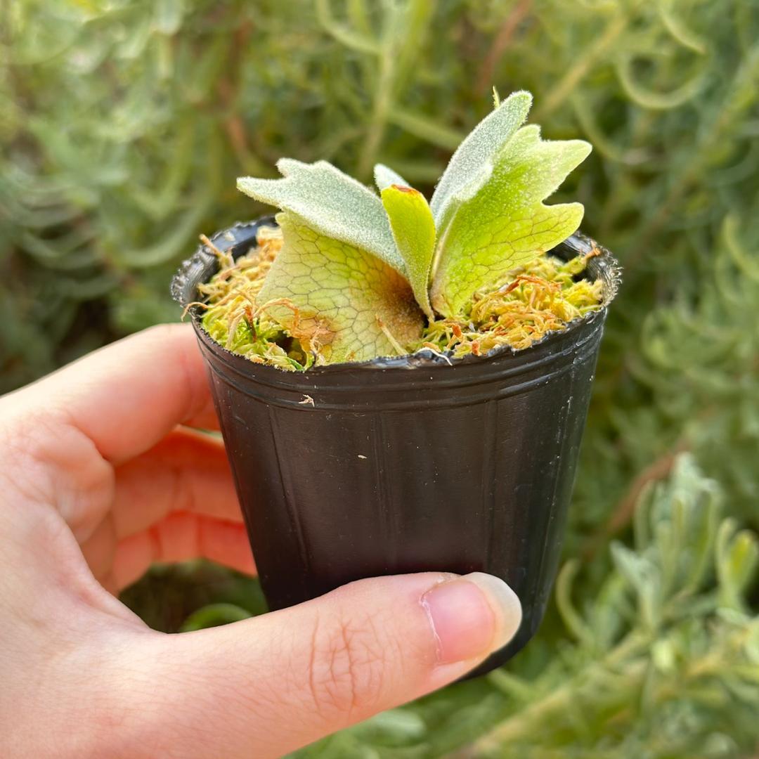 ビカクシダ P.willinckii Frosty Maiden Spore 04