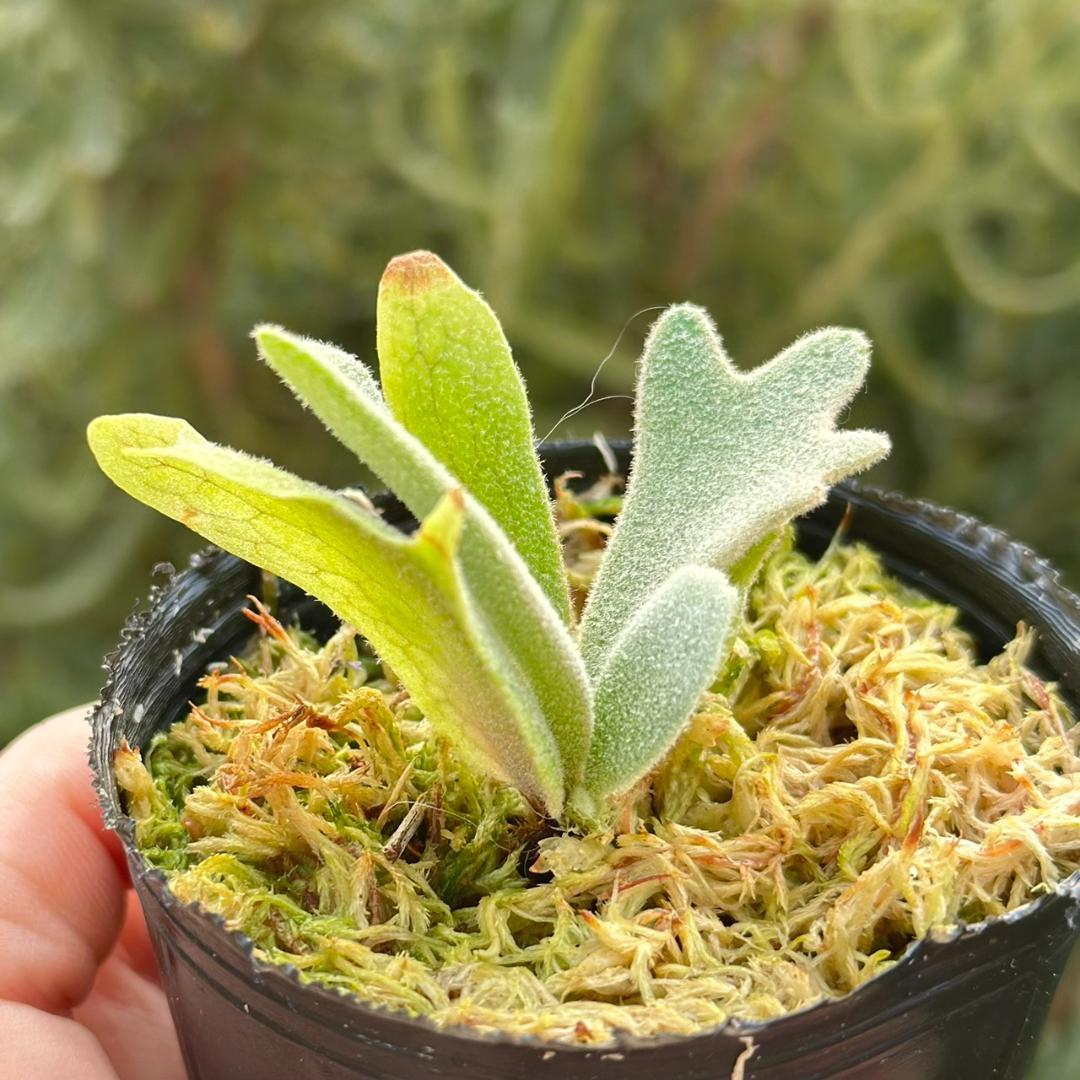 ビカクシダ P.willinckii Frosty Maiden Spore 04