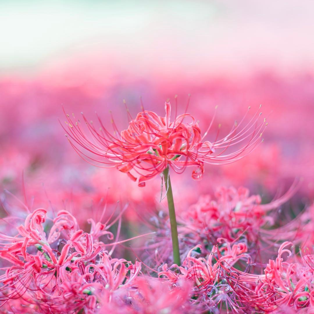 NIKKOR 105mm f/1.8(Eマウントアダプター＆UVフィルター付き)