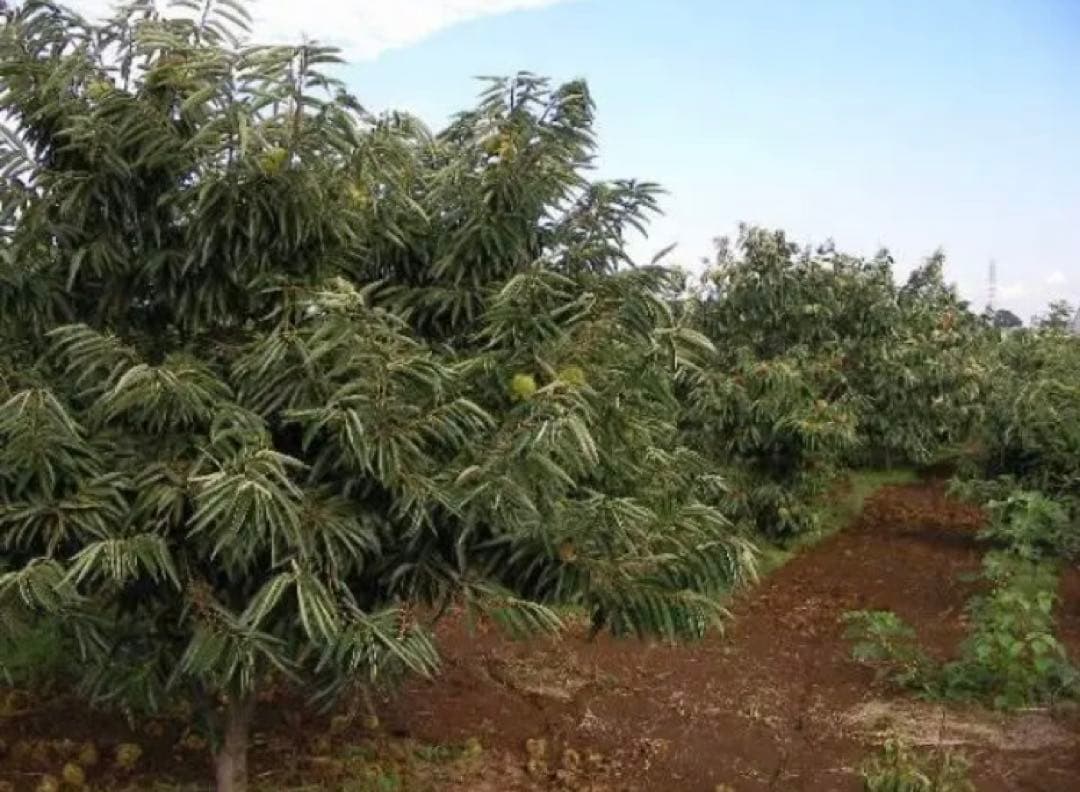 栗　幅37mm程度 Lサイズ　5k　取り扱いの難しい無燻蒸で熟成させた　生栗