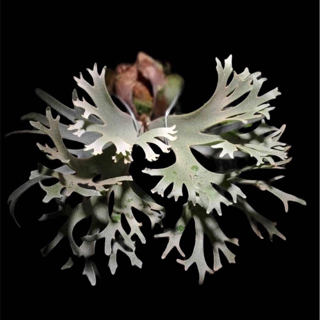 ②【限定出品】P.willinckii OMG 前葉体 胞子体 タッパーまるごと