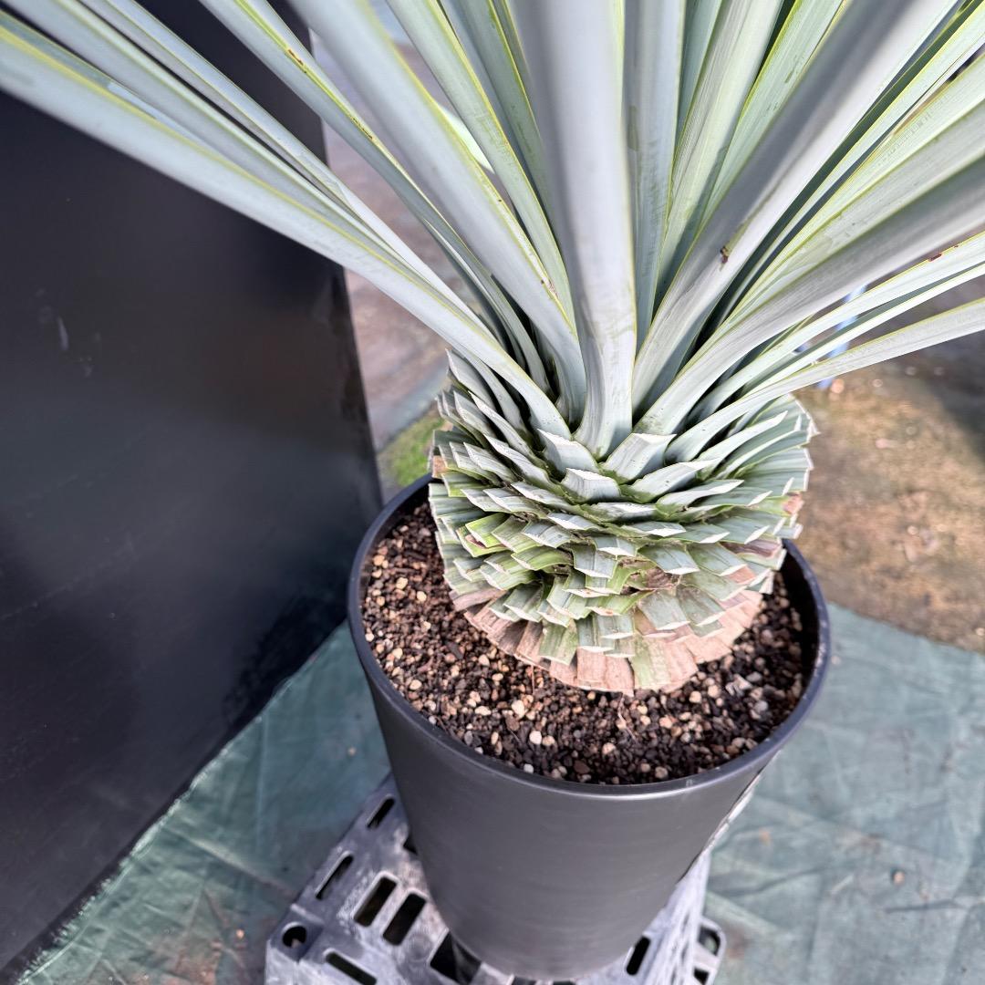 じ*歩様 【AL1126】ユッカ　リギダ