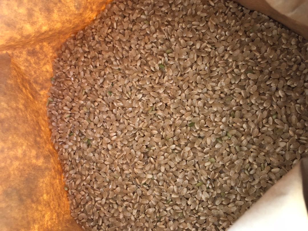 2025年(令和7年)夏収穫　コシヒカリ　玄米10キロ　三重県から発送