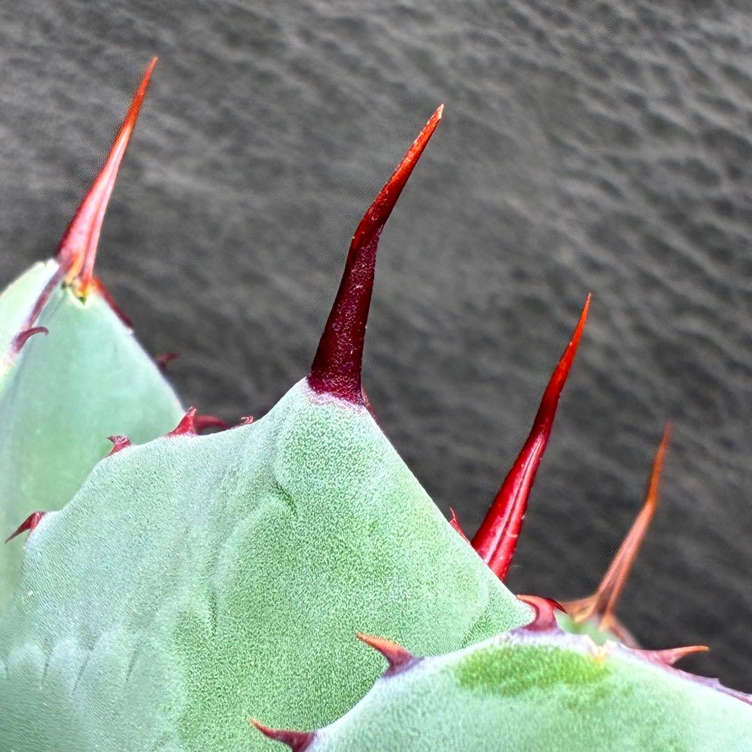 た*か様 アガベ 「特選パリー」トランカータスーパー コンパクト 短葉型 低重心