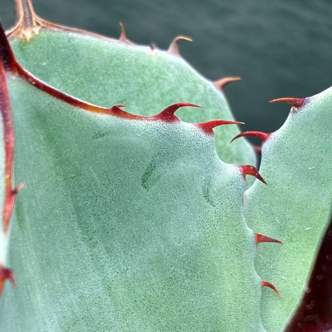 た*か様 アガベ 「特選パリー」トランカータスーパー コンパクト 短葉型 低重心