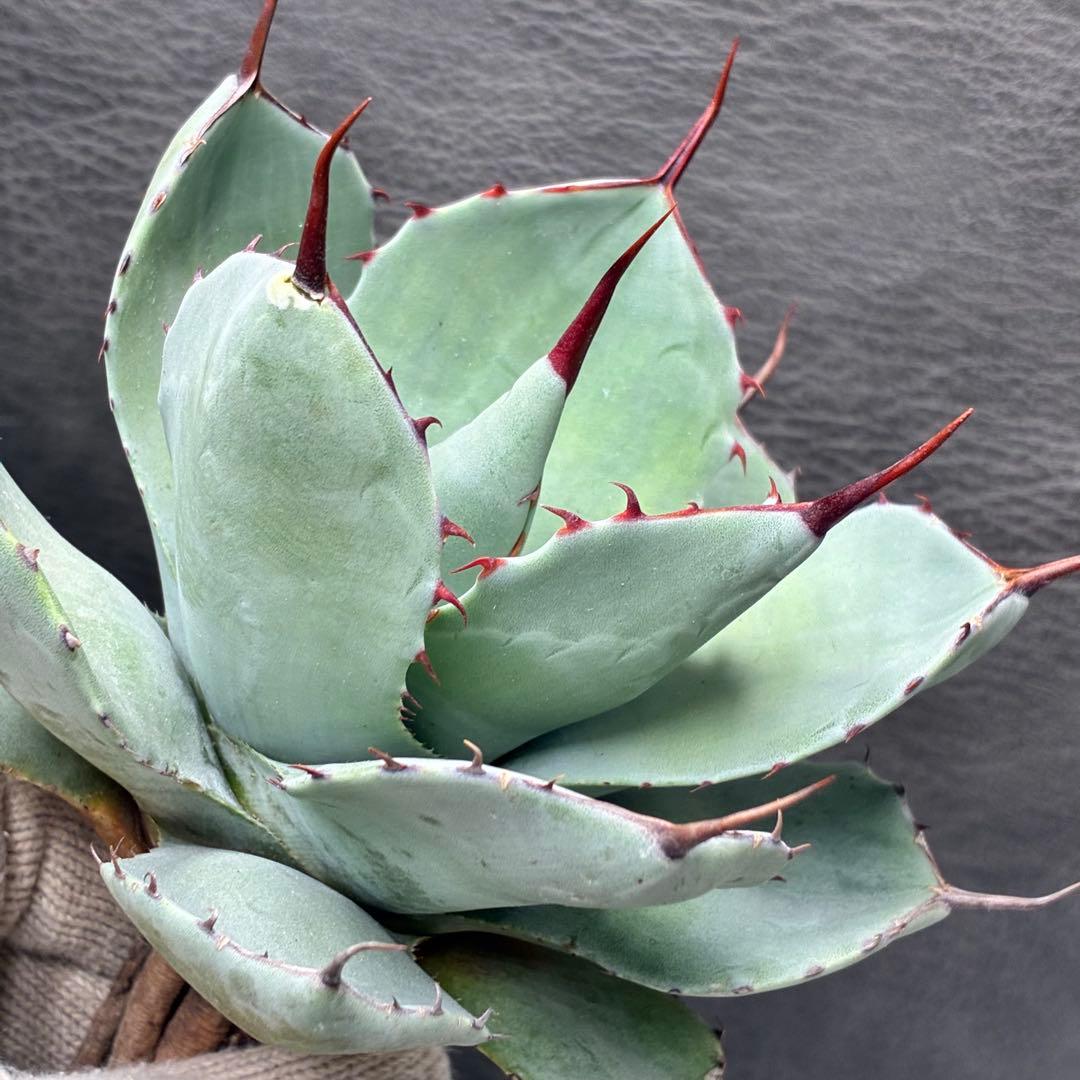 た*か様 アガベ 「特選パリー」トランカータスーパー コンパクト 短葉型 低重心