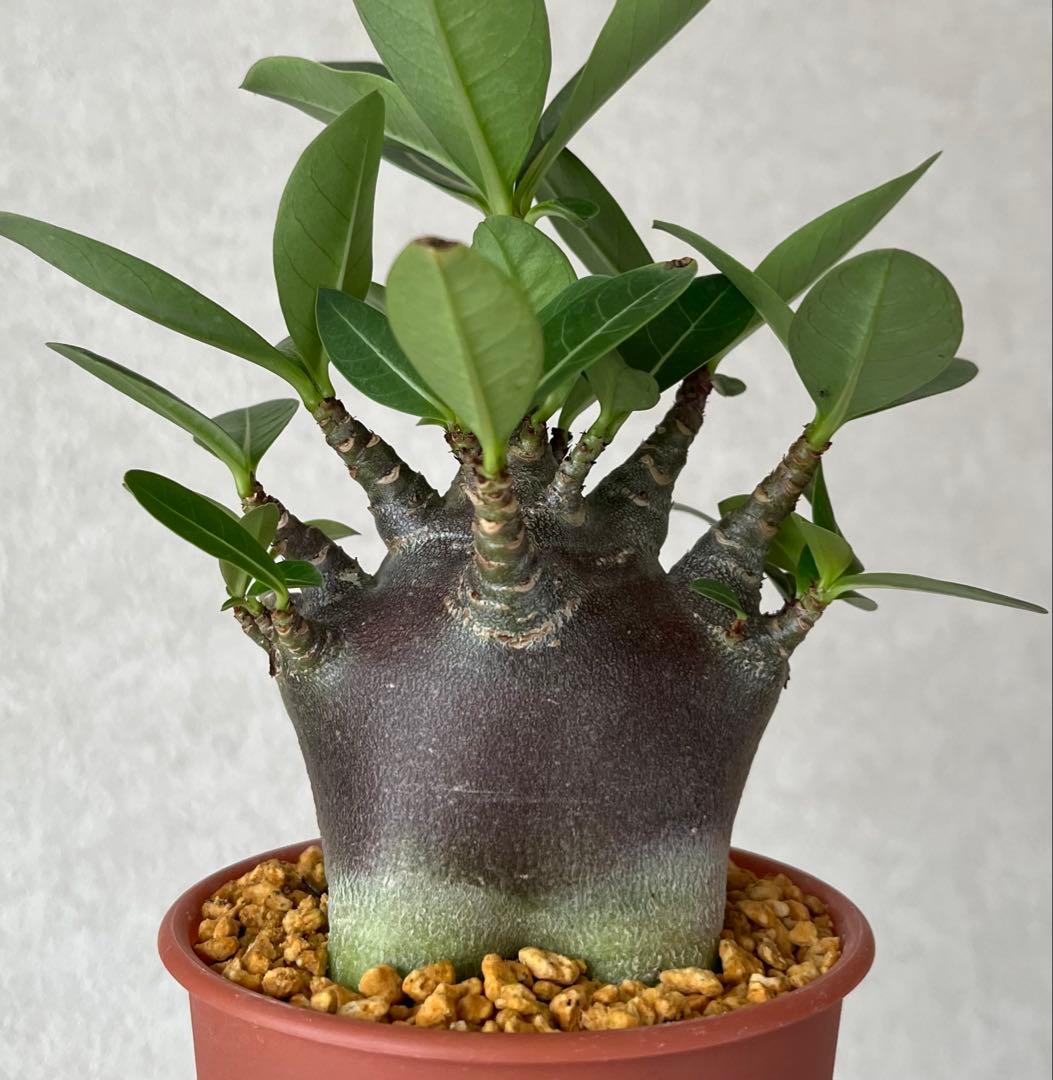 コロ助様 リクエスト 2点 まとめ商品