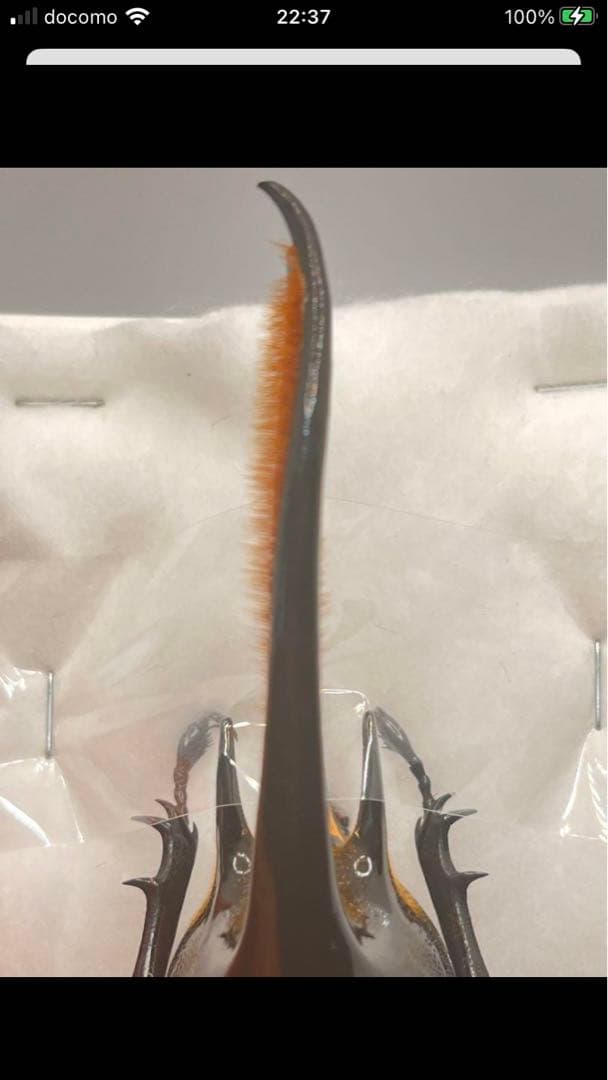 最終値下げ❗️ネプチューンオオカブト　ペア　標本