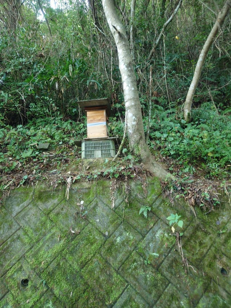 フレッシュ日本蜜蜂 はちみつ900g(S4Y0箱)2本(S5Y0箱)1本