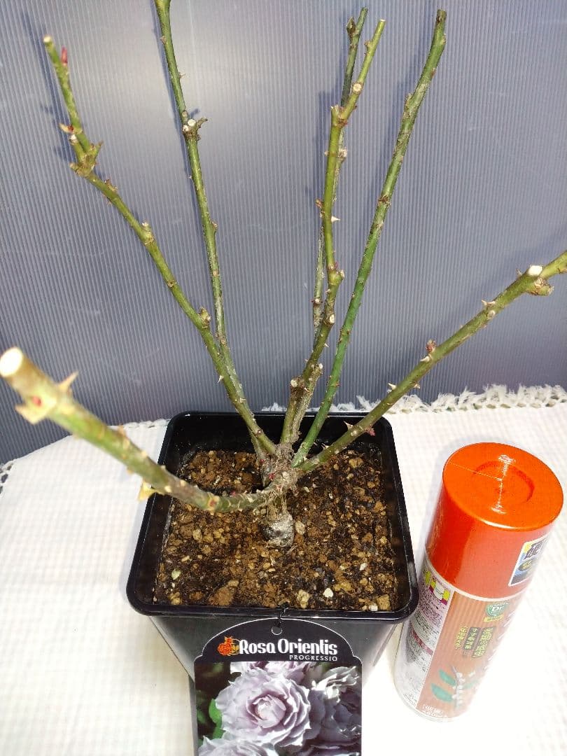 ザ セレスティアル 苗木 Rosa Orientis　６号鉢