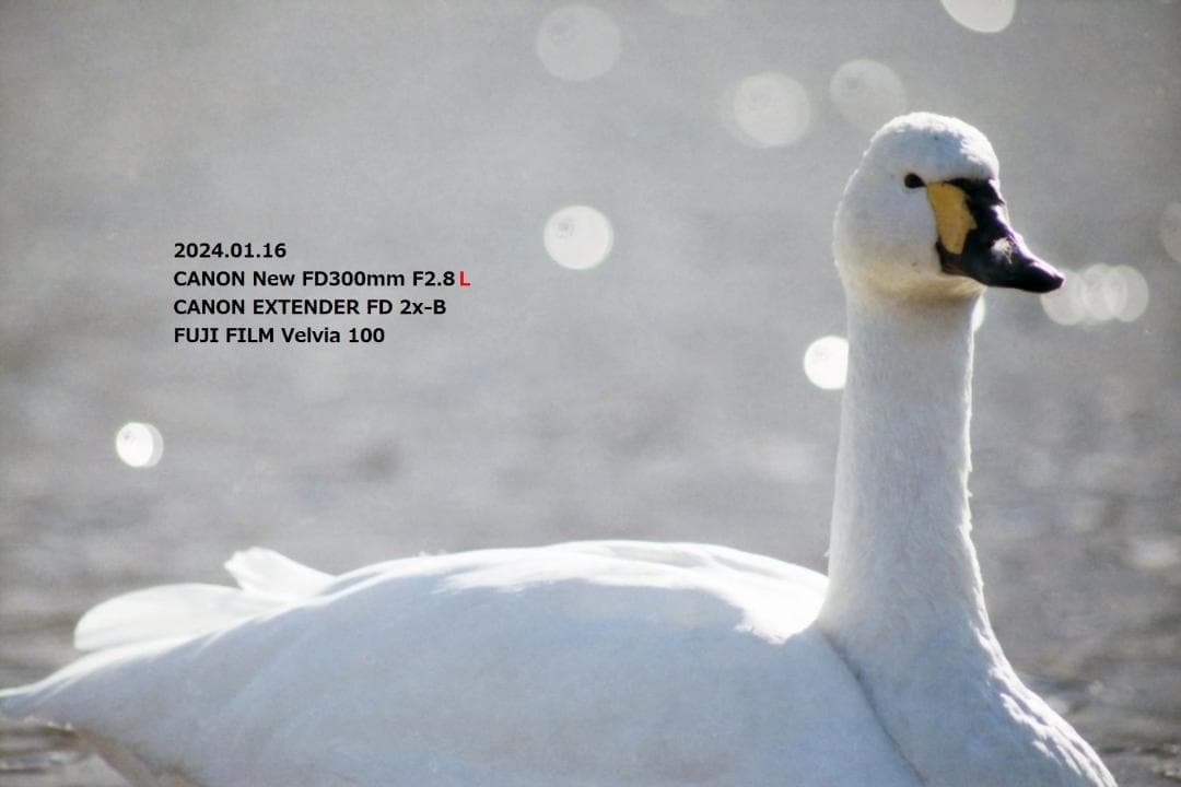 超美品 CANON F-1N レンズセット