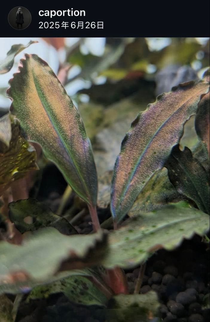 タロウガーデン 